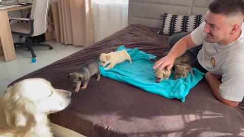 Golden Retriever Meets Puppies for the First Time