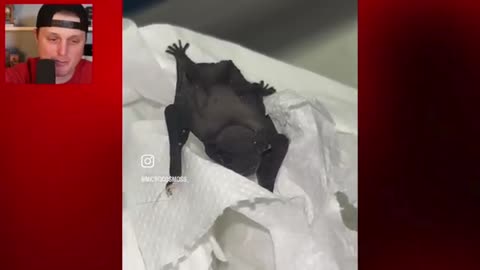 Baby Bat