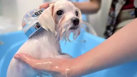 Puppy Falls Asleep While getting Haircut