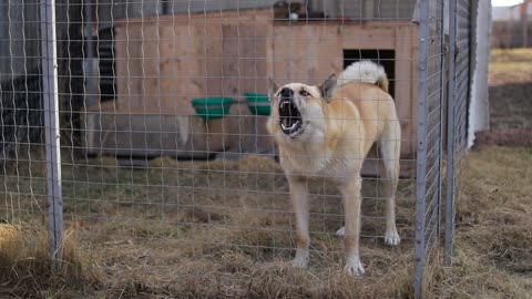 Guard angry dog barking in a cage