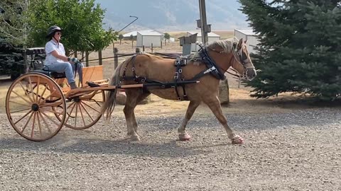 Stormin' Norman giving me a nice peaceful ride.