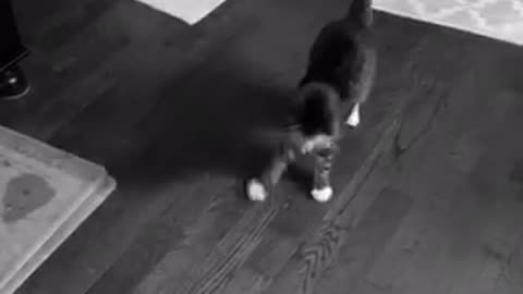 Black and white video of cat jumping and flipping around ball