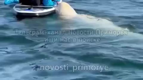 Beluga whale making friends so cool