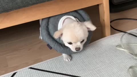 The cute puppy is stuck in the couch.