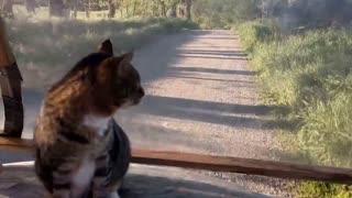 Missy the farm cat