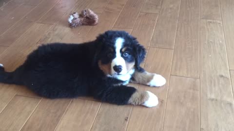 Puppy has epic meltdown over slice of lemon