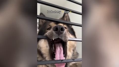 Funny cats and dogs