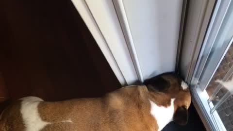 French Bulldog Just Wants to Check the Mail