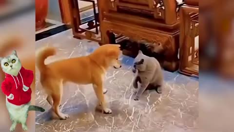 Who is most funny Dog🐶 vs Cat😻