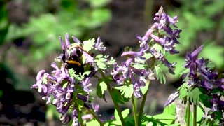 A worker collects pollen from flowers in the morning!!!