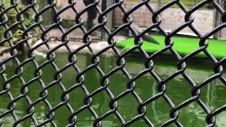 Panaewa Zoo alligator