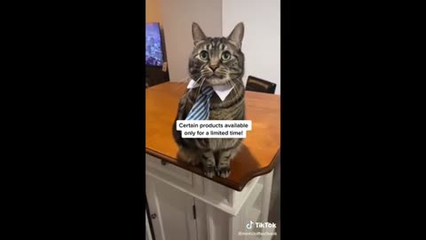 Funny Cats video