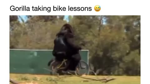 Gorilla on a bicycle riding it