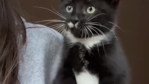 Kitten seeing Birds for the First TIME