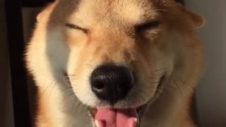 Shiba like head scratches