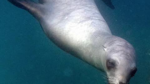 SEA LIONS ENCOUNTER