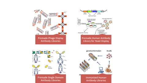 Antibody Library Screening