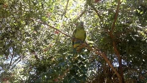 Incredible! Parrot imitates a child crying, too funny !!