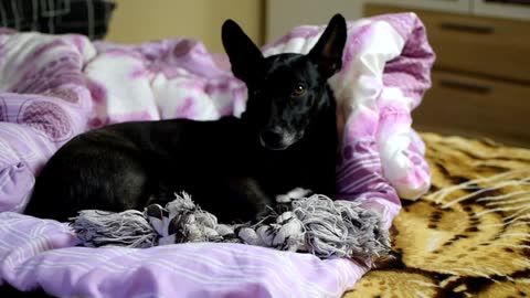 A Dog Lying Down in a Blanket