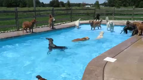 Dog swimming in swimming pool