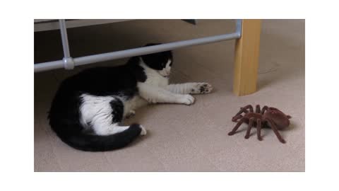 Cat Playing With Spider