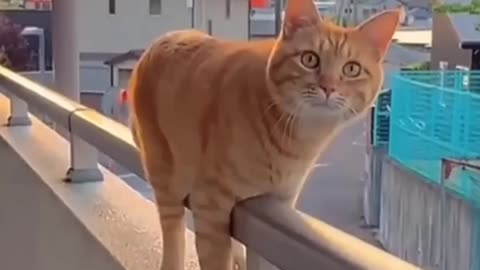 Cat very cute video and fanny cat videos