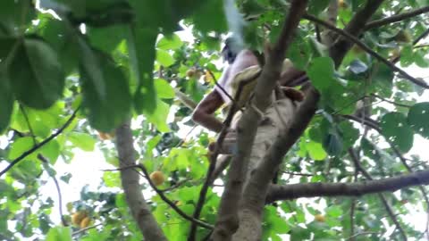 Adventure in forest - Find Fruit In The Jungle - Eating santol delicious