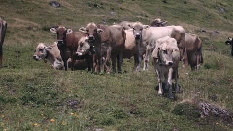 Vorarlberger Bergkäse g.U. - ein Tag bei Jungsenner Richard auf der Alpe Untergüntenstall