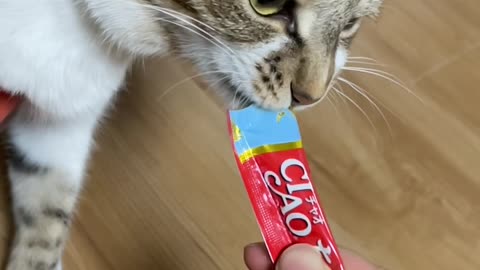 Cat Eating Snacks, Slow Motion,