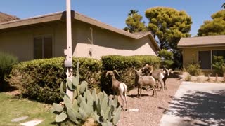 Bighorn Sheep Front Yard 1