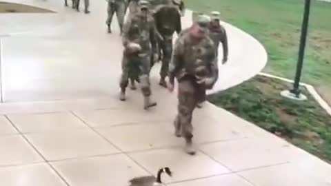 USA duck so funny video with army