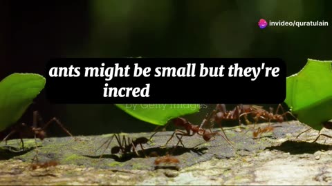 A close-up of an ant carrying a large leaf.