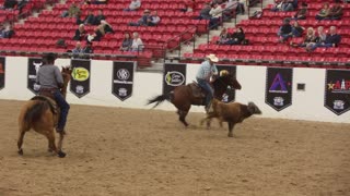 Cowboy roping championship