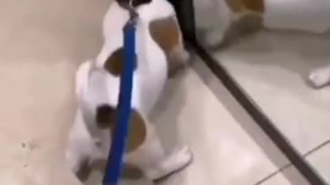 Puppy encounters his reflection in a shoe store mirror