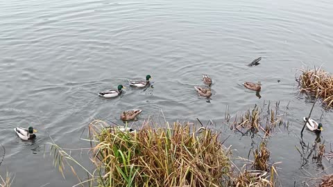 Very hungry ducks