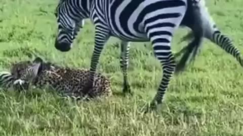 Leopard vs Zebra