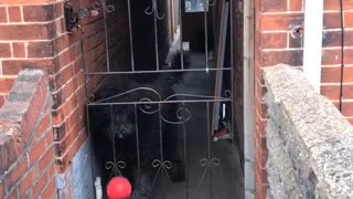 Being fenced in won't stop this pup from playing fetch with strangers