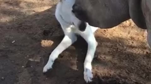 Incredible animal friendships: Cat & cow share special bond : Dog & Rhino share special bond