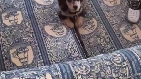 Black puppy barking on sofa and jumping