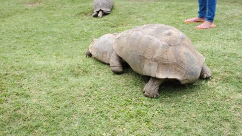 amazing. Watch a large turtle shove a small turtle