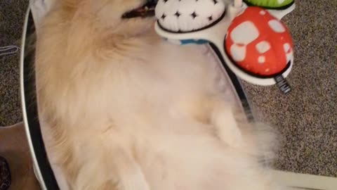 Dog Tests Baby Toy - I Think She Likes It!