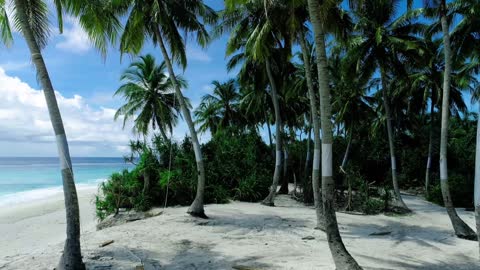 White sand beach and palm trees