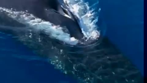 Calf and Mother dive together