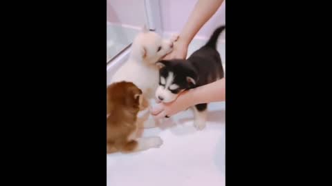 Cute and adorable Husky Puppies Compilation - Cutest Husky Puppies