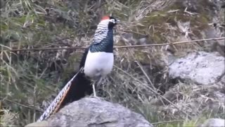 beautiful bird nice video