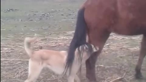 Horse's Kick Vs The Dog's Sad End |