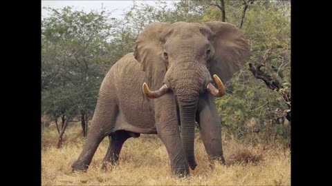 los trece sonidos de animales salvajes que son imponentes