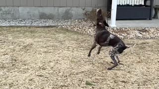 Pumped Pup Pops Bubbles