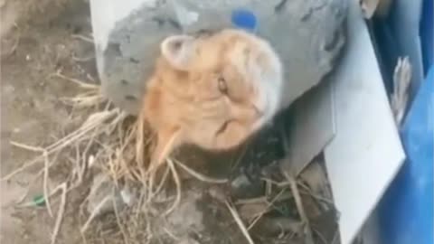 cat trapped in cement