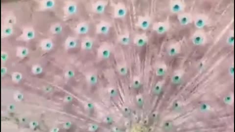 Peacock Dance viral